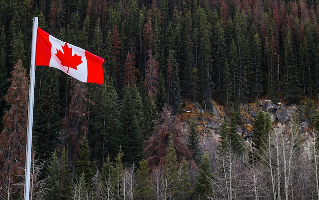 Canadian forest and flag
