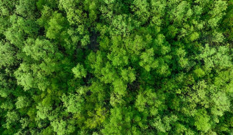 空中から撮影したマングローブ林