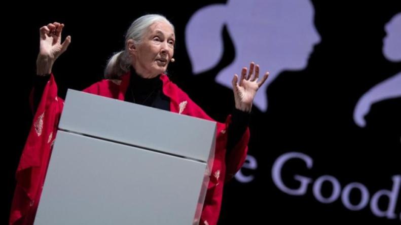 Jane Goodall Institut Deutschland#