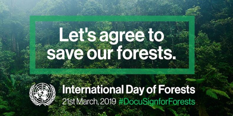 Our forests are not only gaining the attention of ‘eco-warriors’, they are also having a powerful impact on children. That’s just one part of the reason why at DocuSign, we're for forests. 