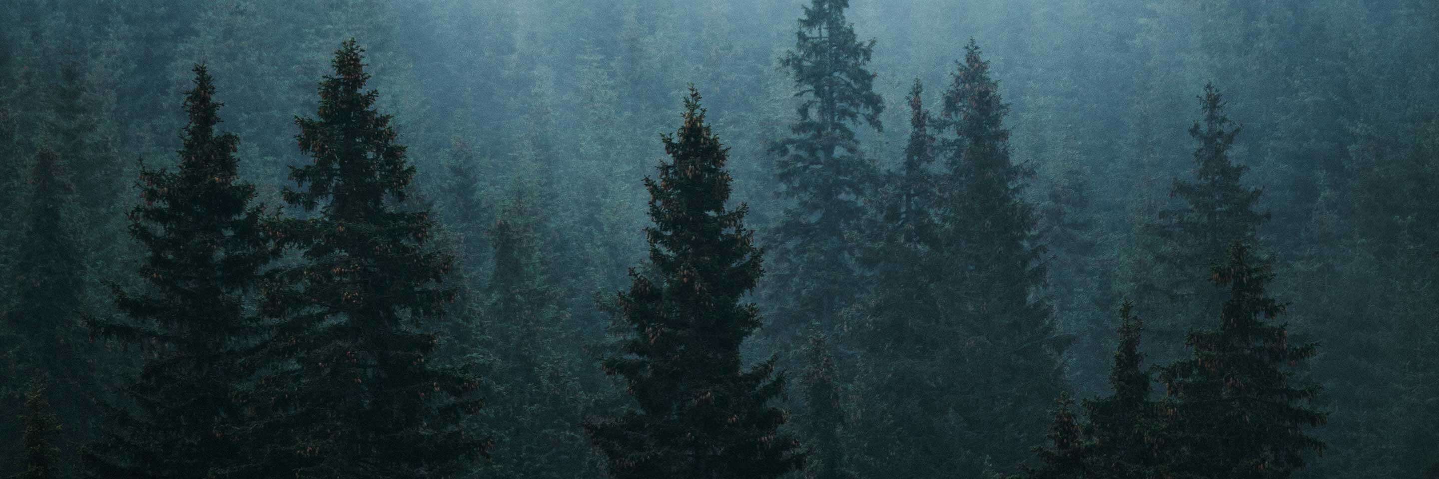 Des arbres dans la forêt